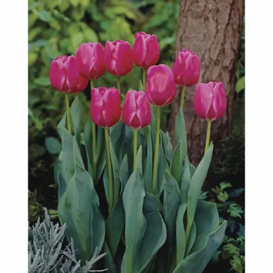 tulip-carola-1