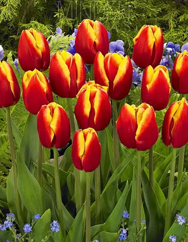 tulip-dow-jones-7