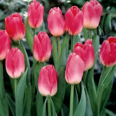 tulip-dynasty-6