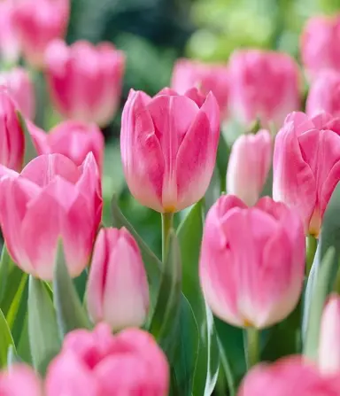 tulip-dynasty-7