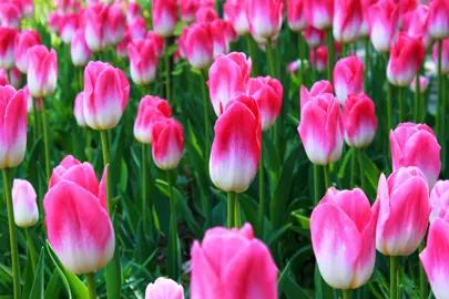 tulip-dynasty-8