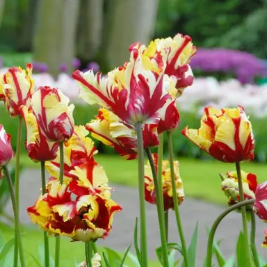 tulip-flaming-parrot-1