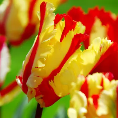 tulip-flaming-parrot-2