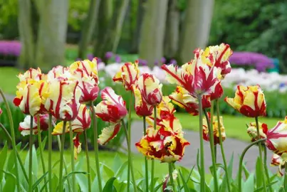 tulip-flaming-parrot-4