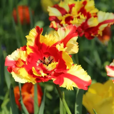 tulip-flaming-parrot-5