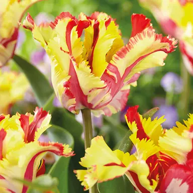 tulip-flaming-parrot-6