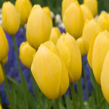 tulip-golden-parade-3