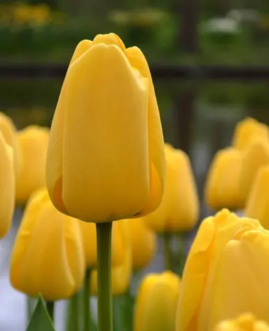 tulip-golden-parade-4