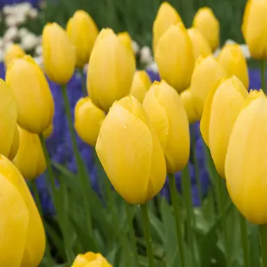 tulip-golden-parade-5