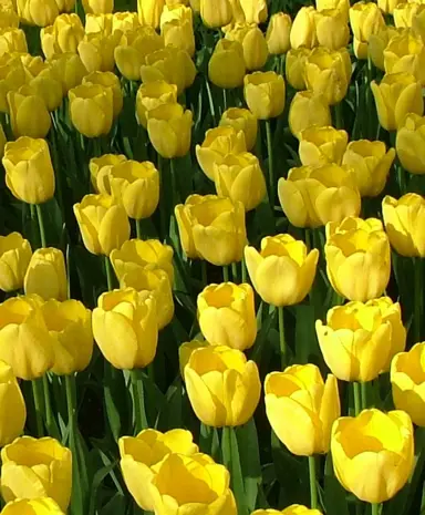 tulip-golden-parade-6