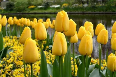 tulip-golden-parade-7