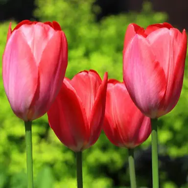 tulip-ile-de-france-5