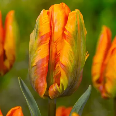 tulip-irene-parrot-1