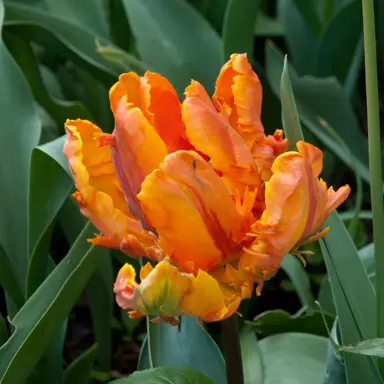 tulip-irene-parrot-2