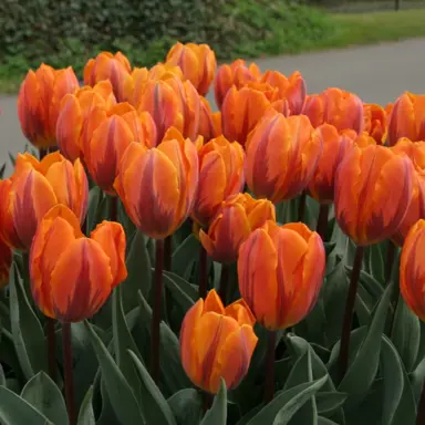 tulip-irene-parrot-7