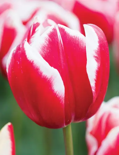 tulip-leen-van-der-mark-4