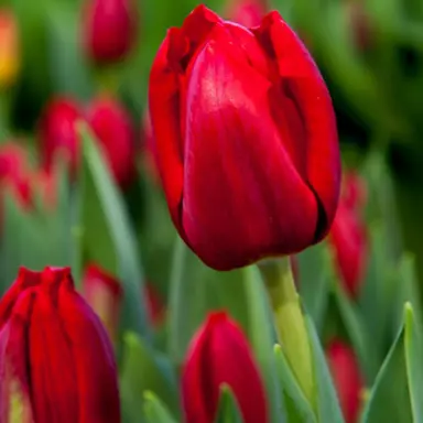 tulip-london-2