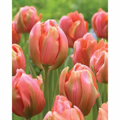 tulip-menton-unique-1