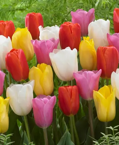 tulip-mixture-2