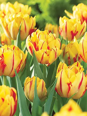 tulip-monsella-