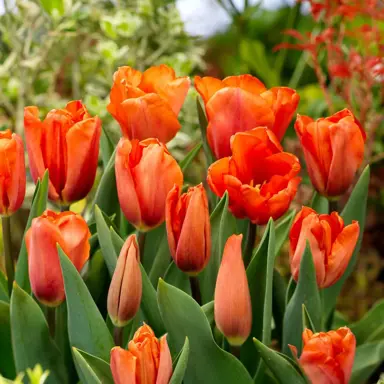 tulip-orange-babies-1