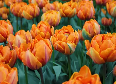 tulip-orange-princess-3