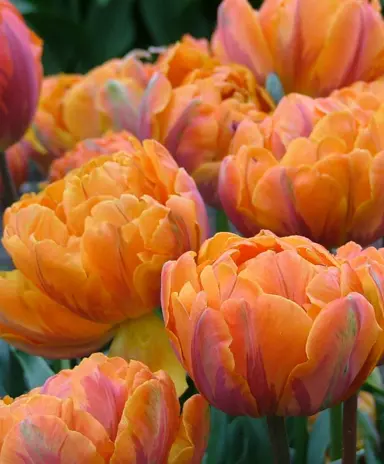 tulip-orange-princess-5