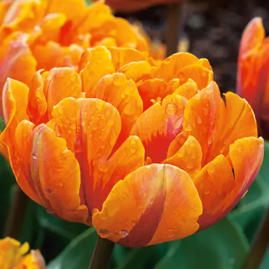 tulip-orange-princess-7