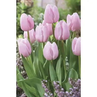 tulip-pink-diamond-1