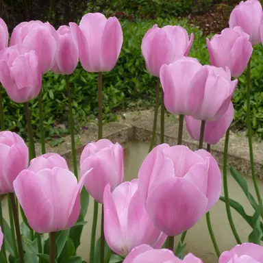 tulip-pink-diamond-2