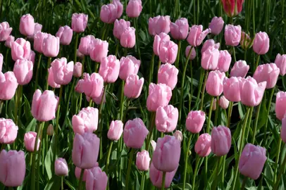 tulip-pink-diamond-5