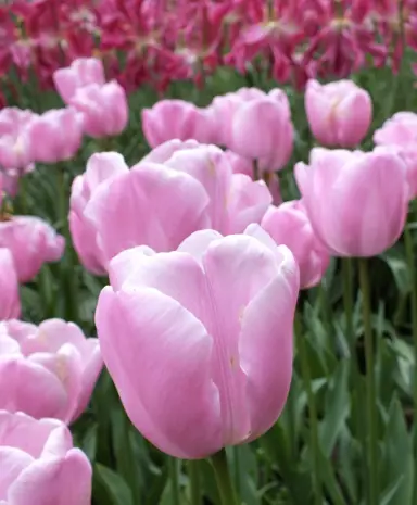 tulip-pink-diamond-6