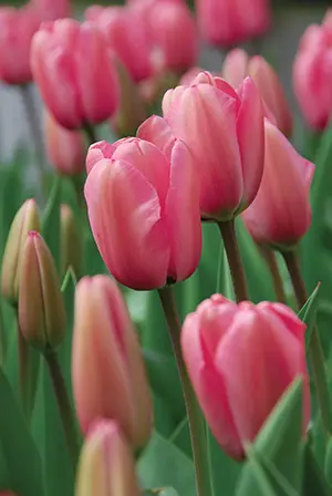 tulip-pink-impression-