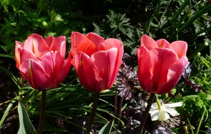 Tulip Pretty Princess pink flowers.