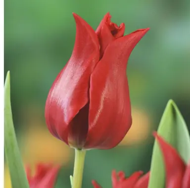 tulip-pretty-woman-2