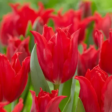 tulip-pretty-woman-4