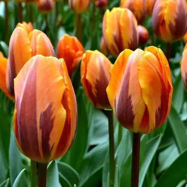 tulip-princess-irene-1