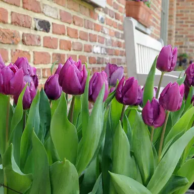 tulip-purple-prince-1