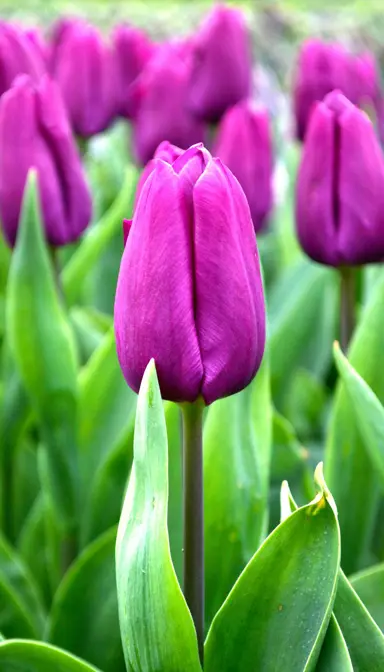 tulip-purple-prince-3