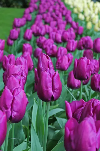 tulip-purple-prince-4