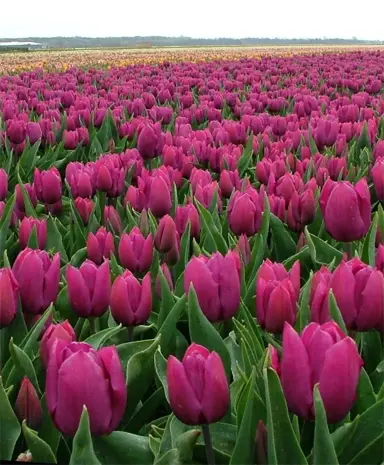 tulip-purple-prince-5