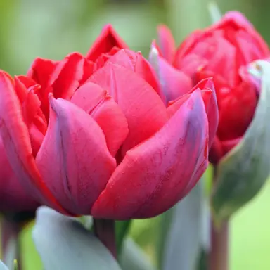 tulip-red-princess-1