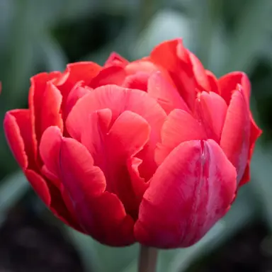 tulip-red-princess-2