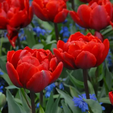 tulip-red-princess-3