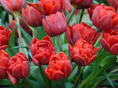 tulip-red-princess-5