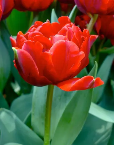 tulip-red-princess-6