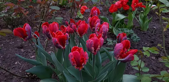 Tulip Rococo plants in a garden.