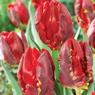 tulip-rococo-2