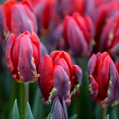 tulip-rococo-4