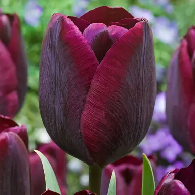 tulip-ronaldo-1